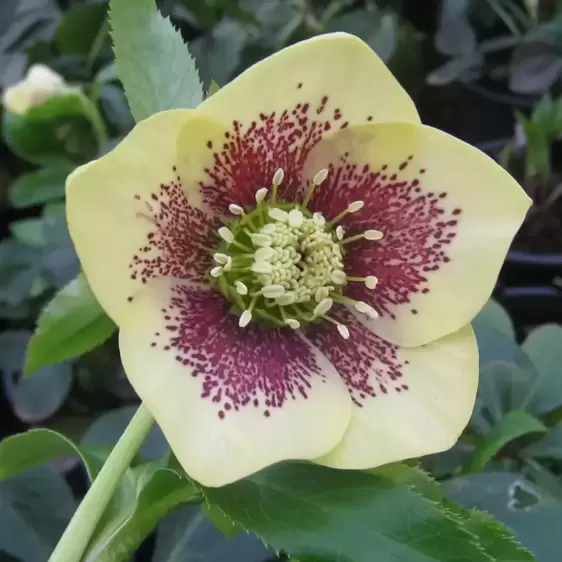 Helleborus 'Harvington Yellow Speckled' 2L - image 1