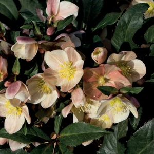 Helleborus 'HGC Camelot' 2L