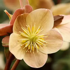 Helleborus 'HGC Cinnamon Snow'