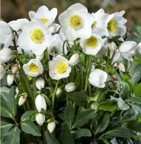 Helleborus 'HGC Diva' 2L