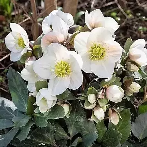 Helleborus 'HGC® Frosty' ℗ Picture Credit - Heuger Gartenbaubetriebe