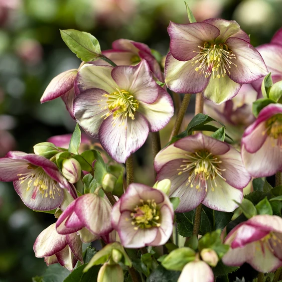 Helleborus 'HGC Ice Breaker Bonny'