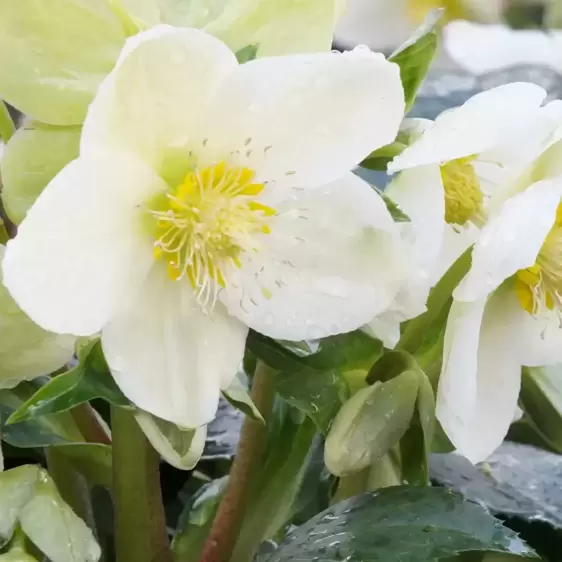 Helleborus 'HGC Ice Breaker Max' 4.5L - image 1