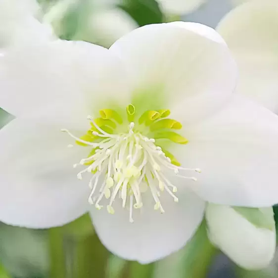 Helleborus 'HGC Ice Breaker Max' 2L - image 2