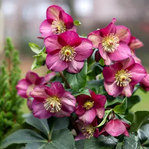 Image Credit: Helleborus Gold Collection®