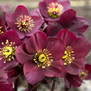 Helleborus 'HGC Ice N' Roses Amarela'