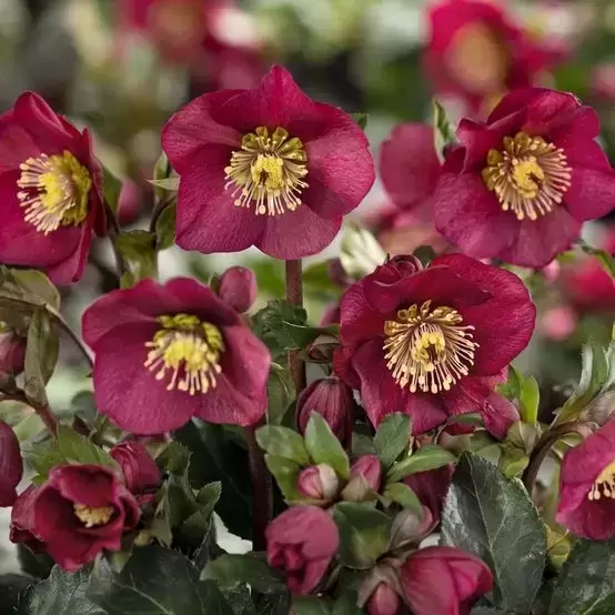 Helleborus 'HGC Ice N' Roses Benotta' 2L