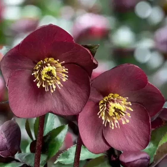 Helleborus 'HGC Ice N' Roses Brunello' 2L