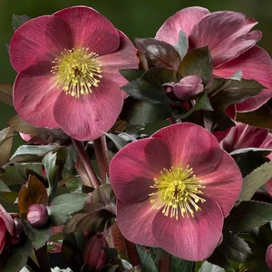 Helleborus 'HGC Ice N' Roses Corvina'