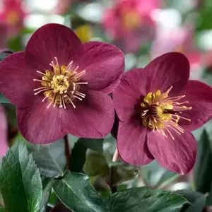 Helleborus 'HGC® Ice N' Roses® Early Red' ℗ Picture Credit - Heuger®