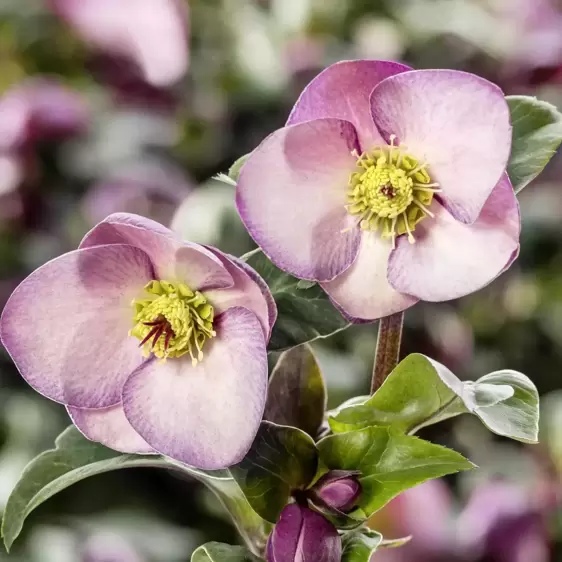 Helleborus 'HGC Ice N' Roses Early Rose' 4.5L - image 2