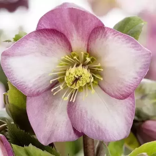 Helleborus 'HGC Ice N' Roses Early Rose' 4.5L - image 1