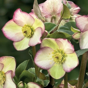 Helleborus 'HGC Ice N' Roses Frosted Rose' 2L