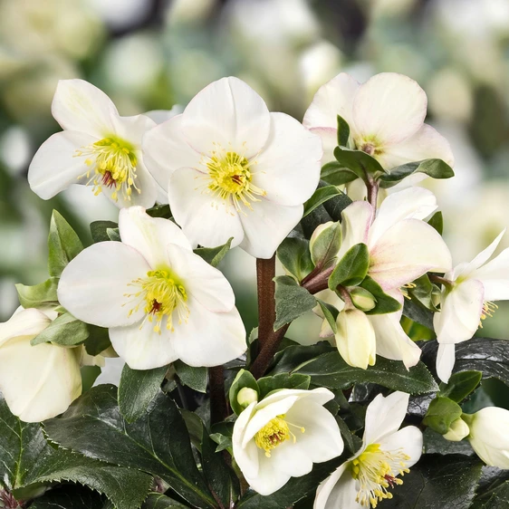 Helleborus 'HGC Ice N' Roses Ivory Blush'