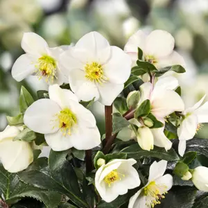 Image Credit: Helleborus Gold Collection®