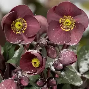 Helleborus 'HGC® Ice N' Roses® Nightingale - Picture Credit - Heuger