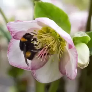 Helleborus 'HGC Ice N' Roses Picotee' 4.5L - image 2