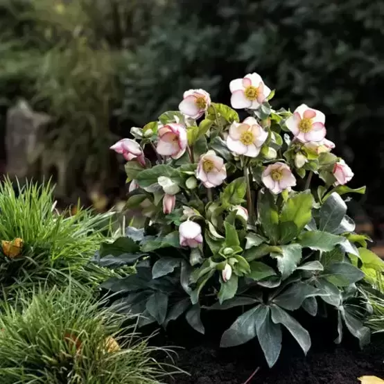 Helleborus 'HGC Ice N' Roses Picotee' 4.5L - image 3