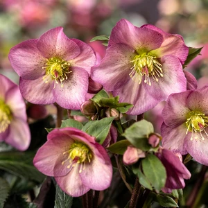 Helleborus 'HGC Ice N' Roses Pink Promise'