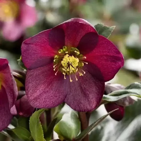 Helleborus 'HGC Ice N' Roses Red' 2L - image 1