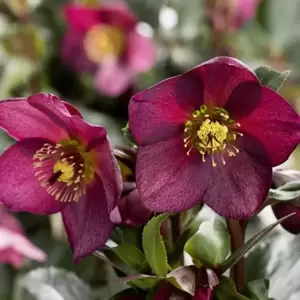 Helleborus 'HGC Ice N' Roses Red' 2L - image 2