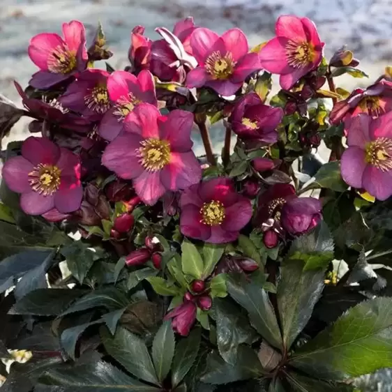 Helleborus 'HGC Ice N' Roses Red' 2L - image 3