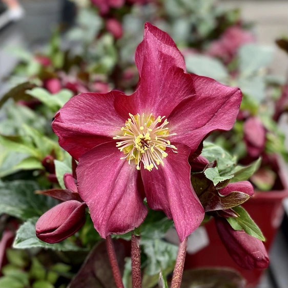 Helleborus 'HGC Ice N' Roses Red Romance' - image 1