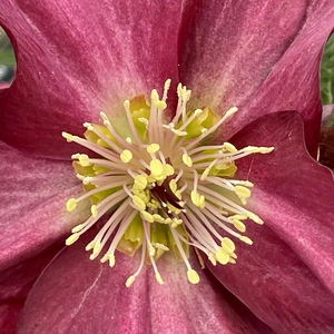 Helleborus 'HGC Ice N' Roses Red Romance' - image 2