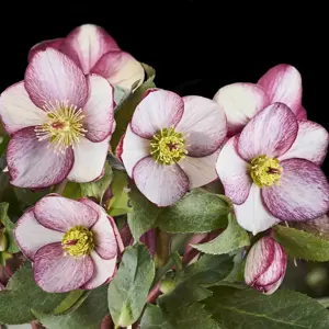 Helleborus 'HGC Ice N' Roses Rosado'