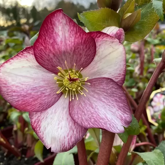 Helleborus 'HGC Ice N' Roses Rosado' 2L - image 2