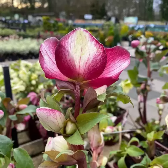 Helleborus 'HGC Ice N' Roses Rosado' 4.5L - image 4