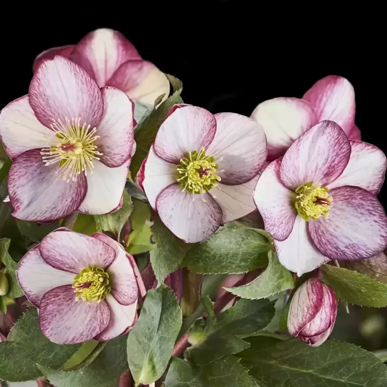 Helleborus 'HGC Ice N' Roses Rosado' 4.5L - image 1