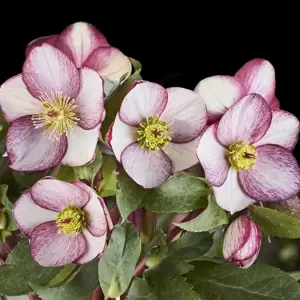 Helleborus 'HGC Ice N' Roses Rosado' 2L - image 1