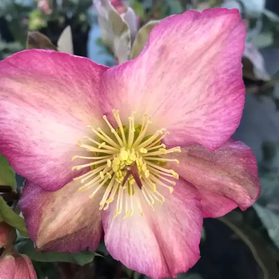 Helleborus 'HGC Ice N' Roses Rosali' 2L