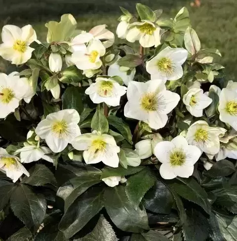 Helleborus 'HGC Ice N' Roses White' 2L - image 2