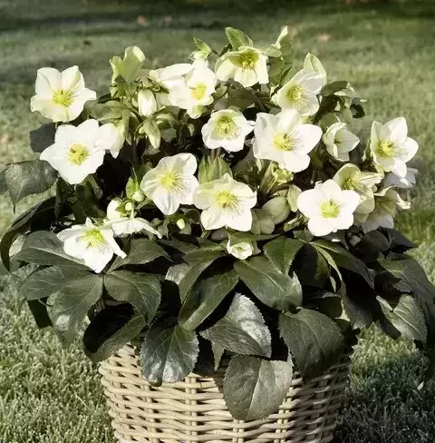 Helleborus 'HGC Ice N' Roses White' 2L - image 3