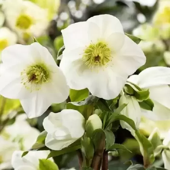 Helleborus 'HGC Ice N' Roses White' 2L - image 1