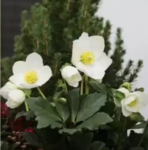Helleborus 'HGC Jasper'