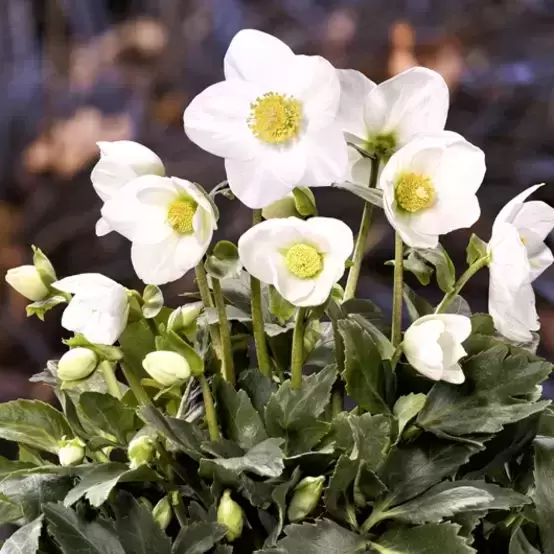 Helleborus 'HGC Joshua'