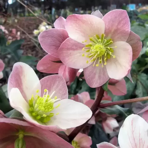 Helleborus 'HGC Maestro' 4.5L - image 1