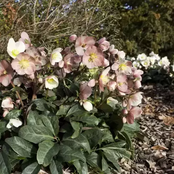 Helleborus 'HGC Maestro' 2L - image 2