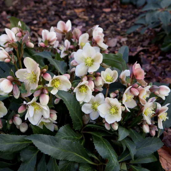 Helleborus 'HGC Malory' 4.5L