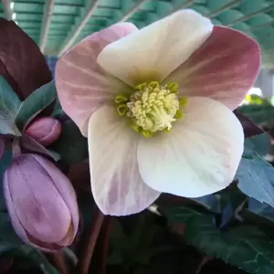 Helleborus 'HGC Merlin' 4.5L - image 1