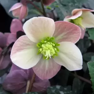 Helleborus 'HGC Merlin' 4.5L - image 3