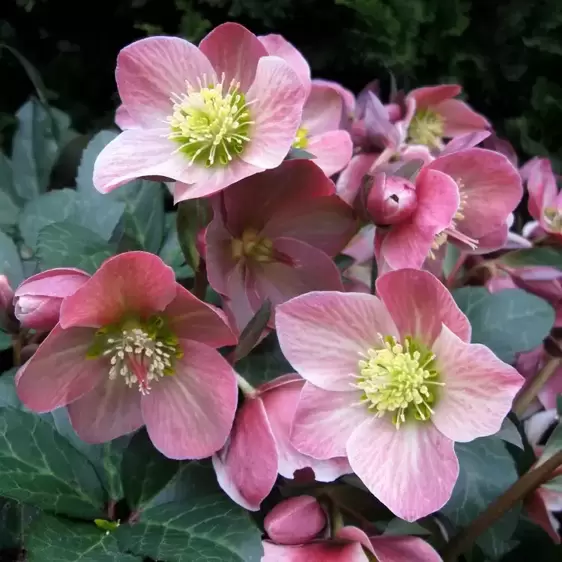 Helleborus 'HGC Merlin' 4.5L - image 2