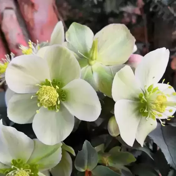 Helleborus 'HGC Monte Christo' 4.5L