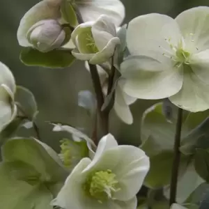 Helleborus 'HGC® Shooting Star' ℗ - Photo(s) courtesy of Hillier Nursery