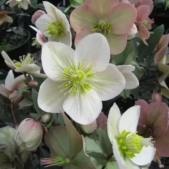 Helleborus 'HGC® Shooting Star' ℗ - Photo(s) courtesy of Hillier Nursery