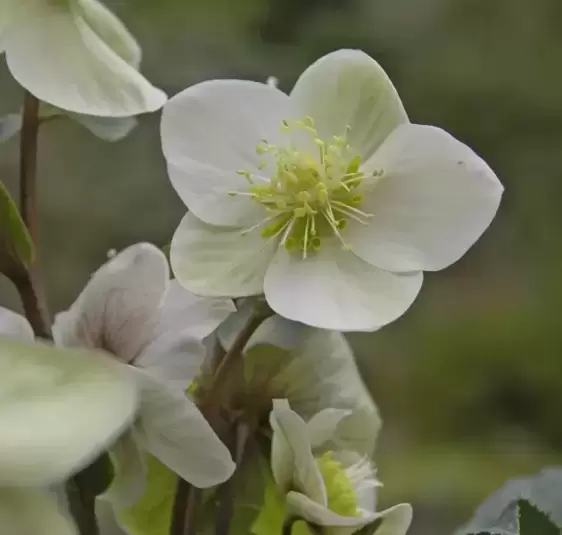 Helleborus 'HGC® Shooting Star' ℗ - Photo(s) courtesy of Hillier Nursery