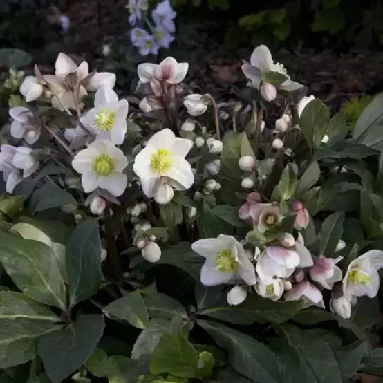 Helleborus 'HGC Snow Dance' 2L - image 1